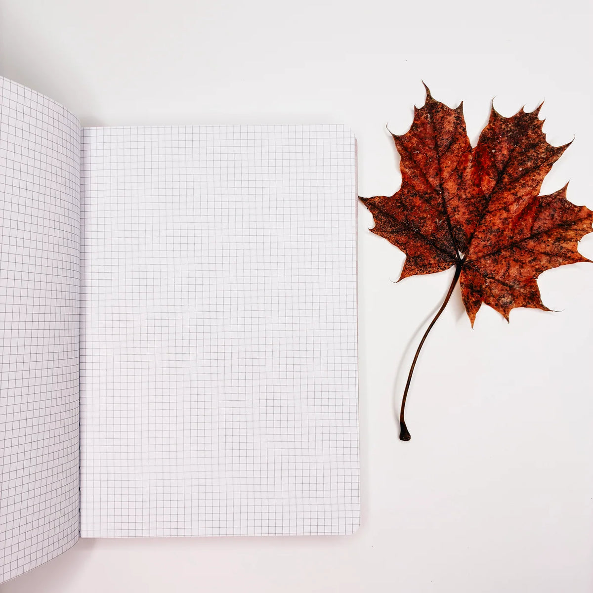 Planner Rosey  | cozy fall 3.0